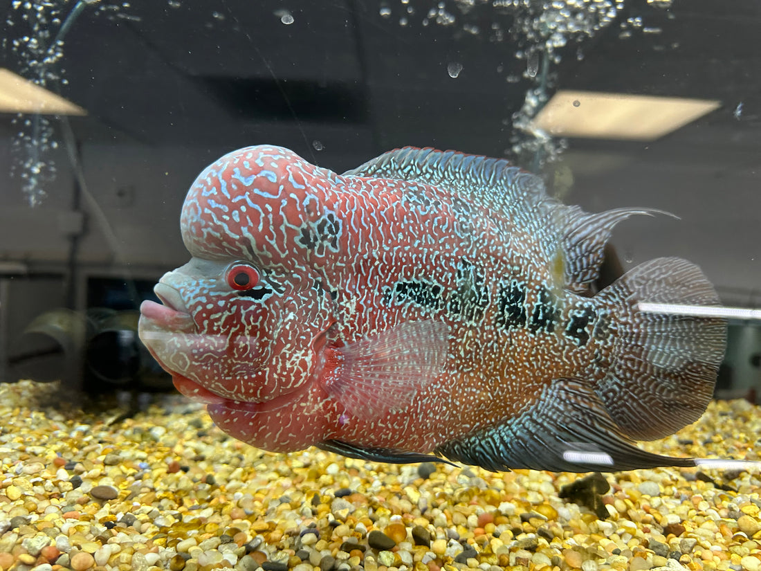 XL Red Dragon Flowerhorn (8-9”)