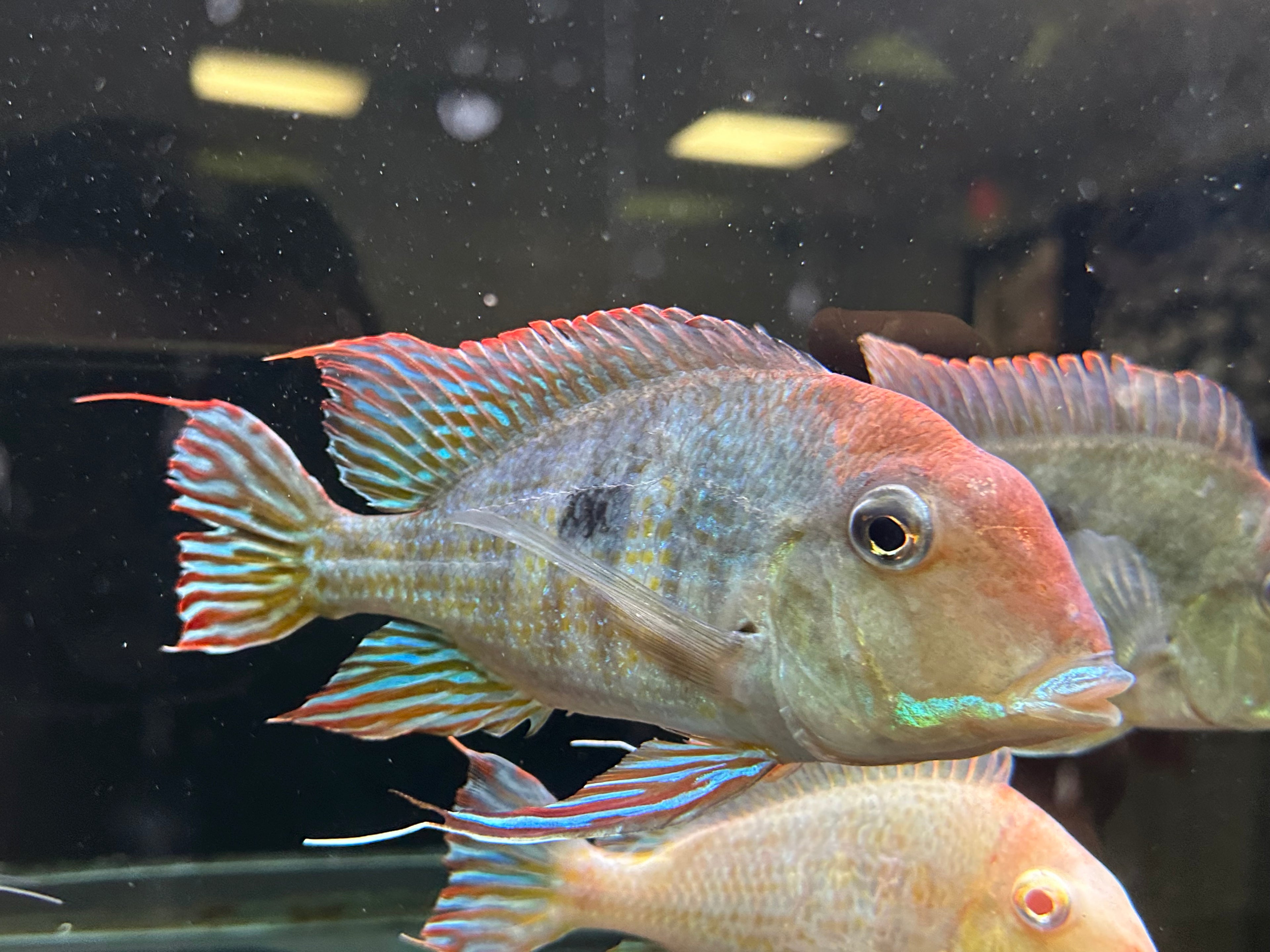 Jumbo Red Head Tapajos Geophagus (6-7”)