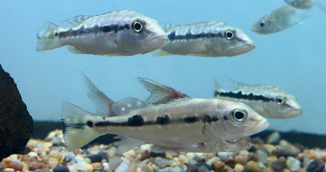 Xingu Peacock Bass (3-3.5”)