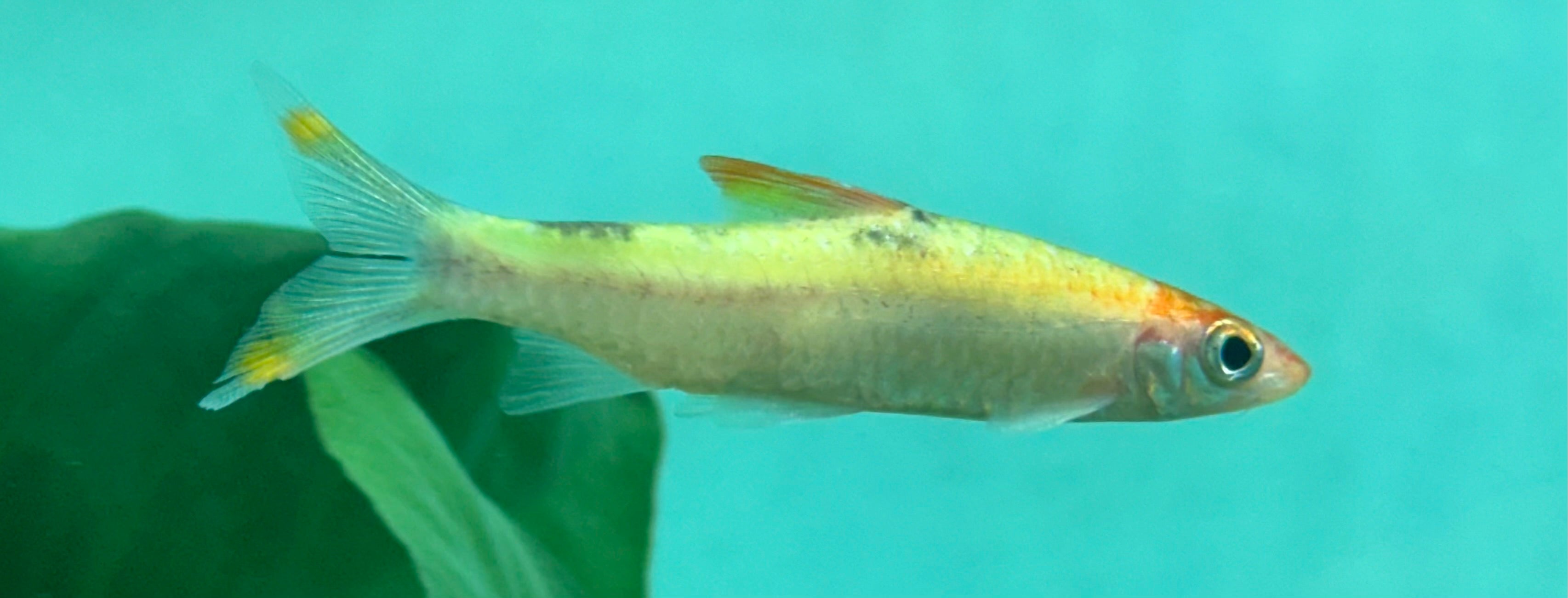 Medium White/Gold Roseline Shark (2.5”)