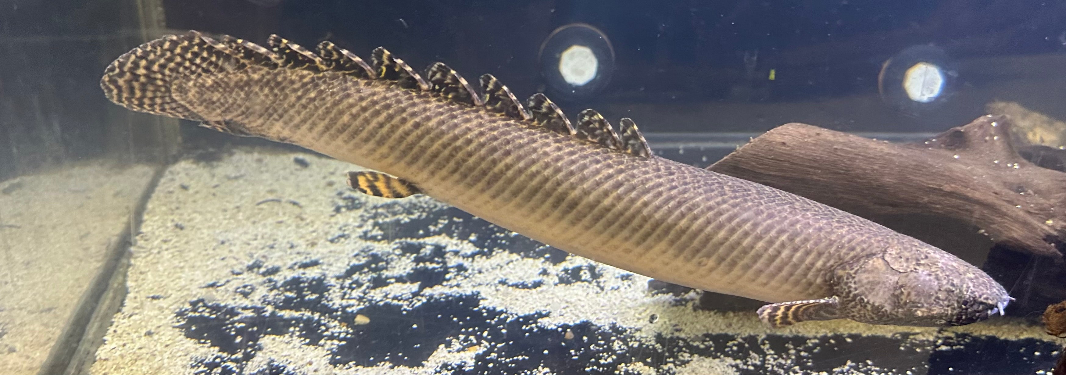 XL Ornate Polypterus (16”+)
