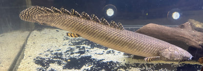 Jumbo Ornate Polypterus (16-17”)