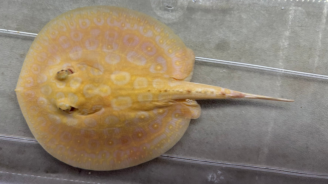 Albino Pearl Stingray (Male 6”)