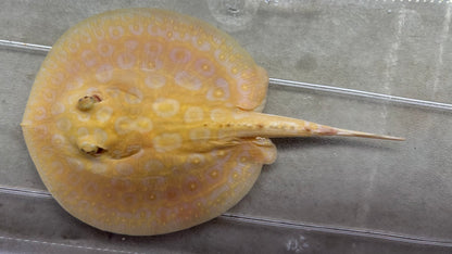 Albino Pearl Stingray (Male 6”)