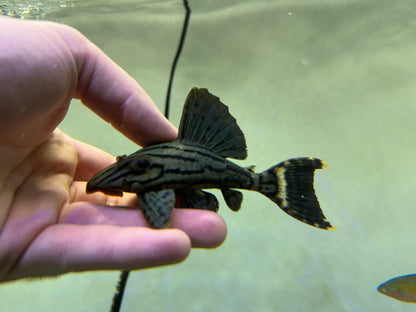 L191 Broken Line Royal Pleco (4”)