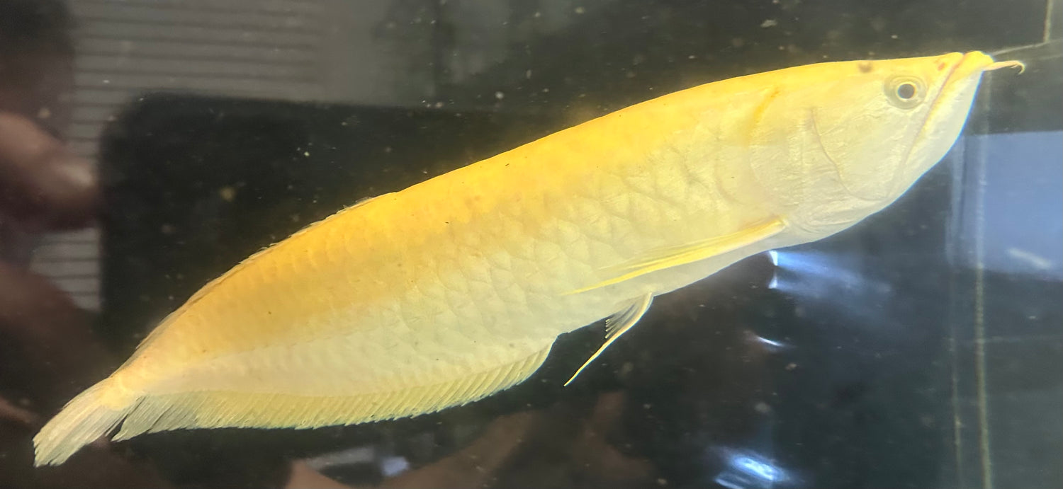 XL Albino Silver Arowana (20-22”+)