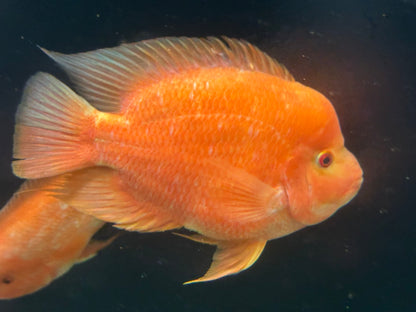 XL Mammon Hybrid Cichlid (9-10”)