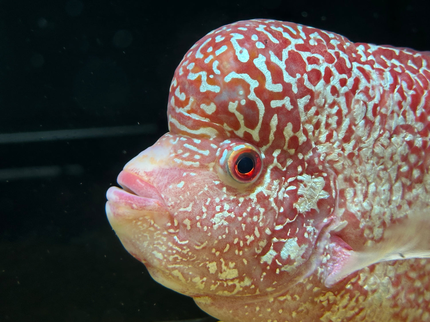 XL Firemans Dream Flowerhorn (9-10”)