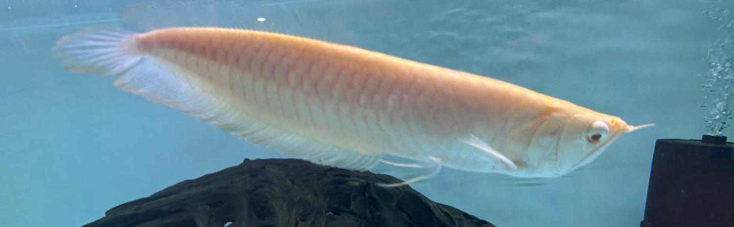 LARGE Albino Silver Arowana (11-12”)