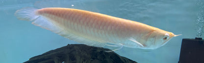 LARGE Albino Silver Arowana (11-12”)