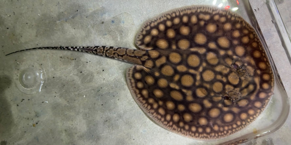 Motoro Hybrid Stingray (Male 6”)