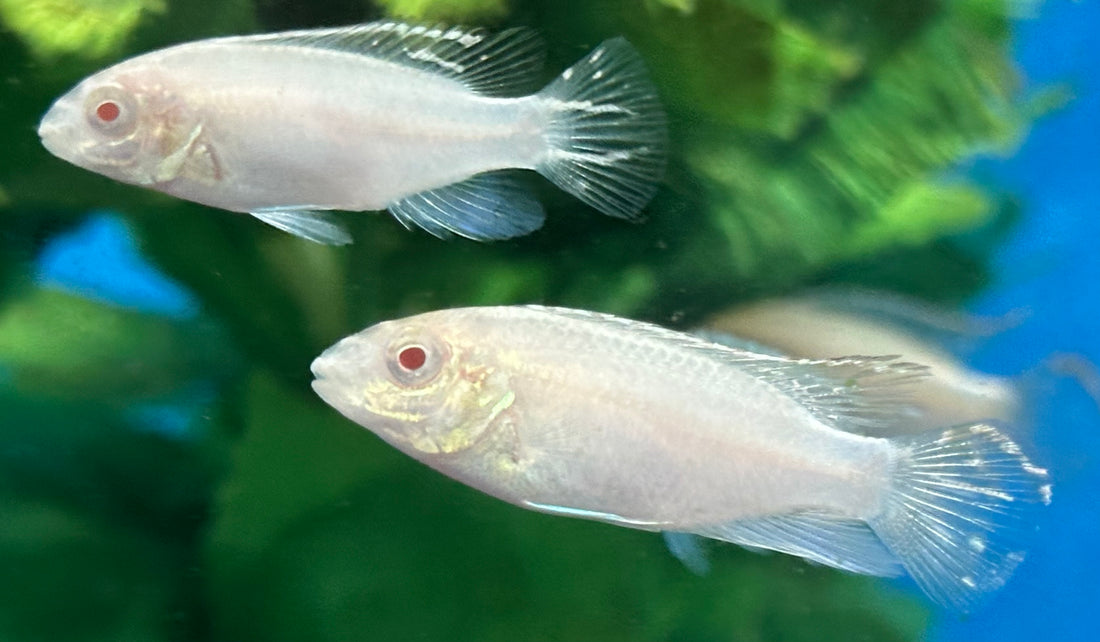 Albino Kribensis Cichlid (1.5”)