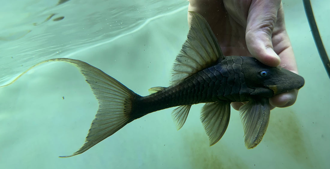 Blue Eye Panaque Pleco (7”)