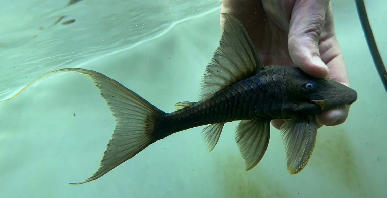 Blue Eye Panaque Pleco (7”)