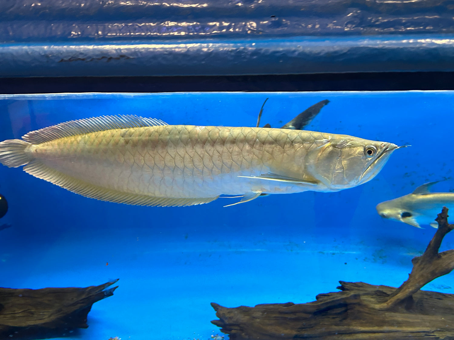 XXL Silver Arowana (22-24”+)