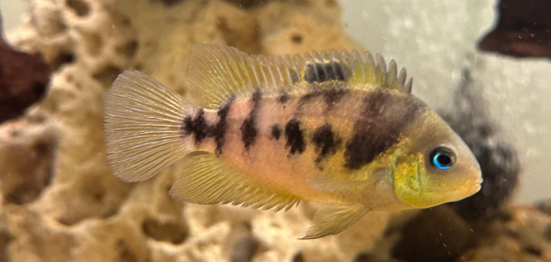 Yellow Convict Cichlid Breeding Pair (3-4.5”)