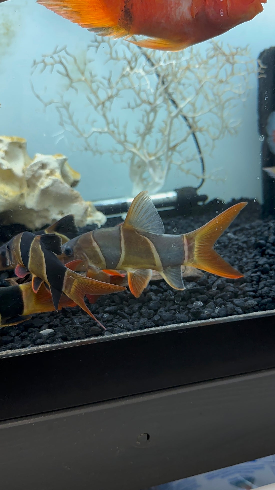 Large Clown Loach (6”)
