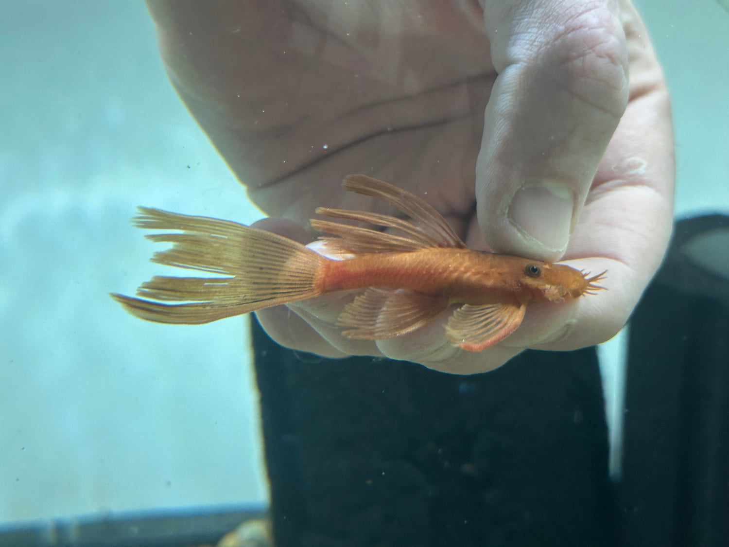 Longfin Super Red Bushynose (3.5-4”)