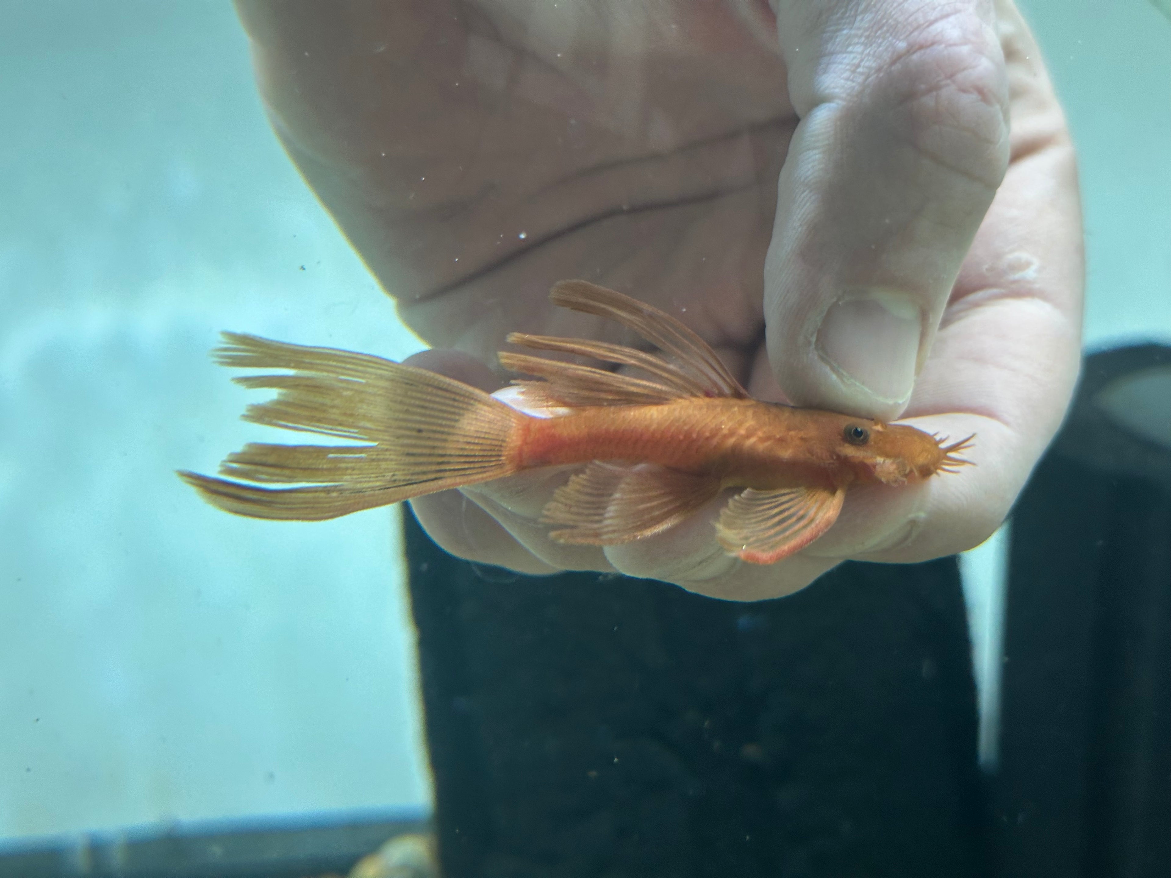 Longfin Super Red Bushynose (3.5-4”)