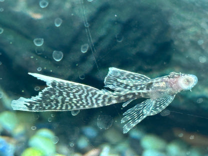 Nariz de arbusto de aleta larga (1,5-2”)