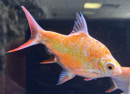 Xanthic Tinfoil Barb (5.5-6”)
