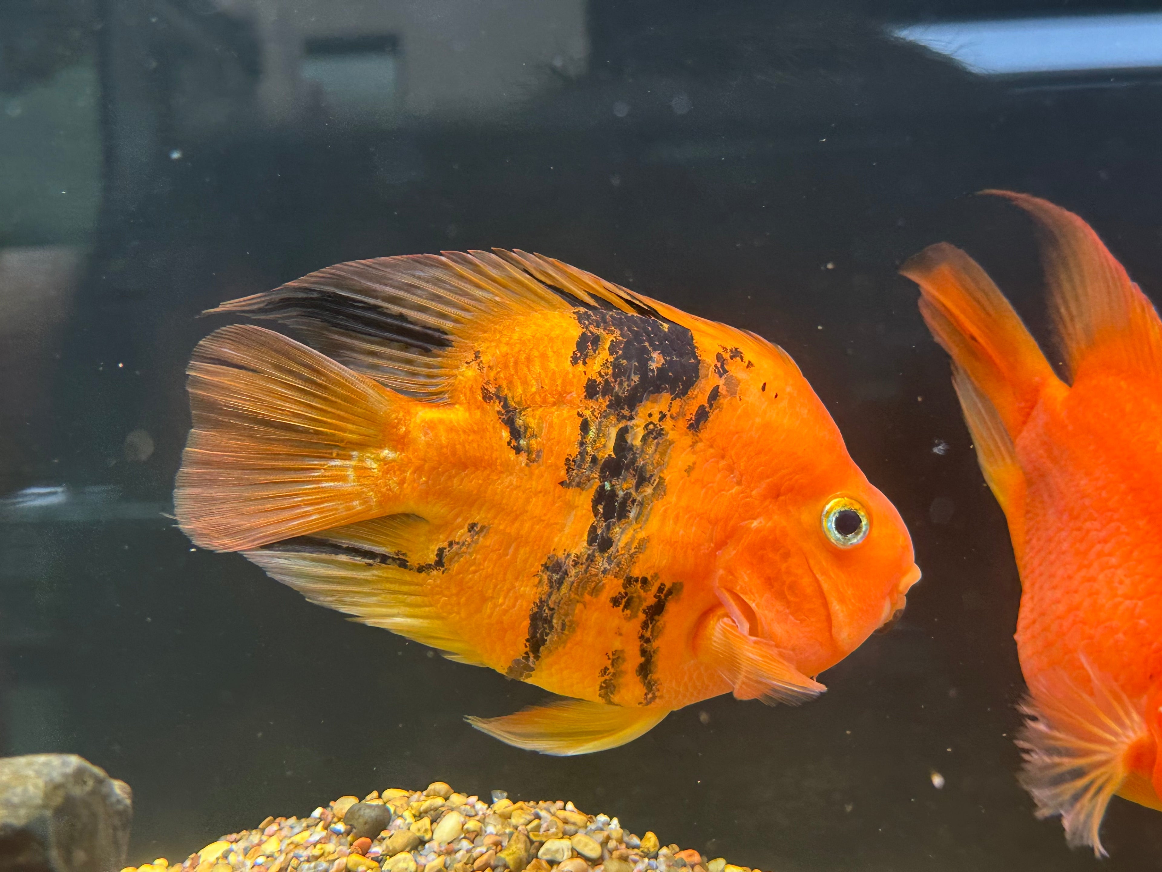 Large Red Tiger Parrot (6”)