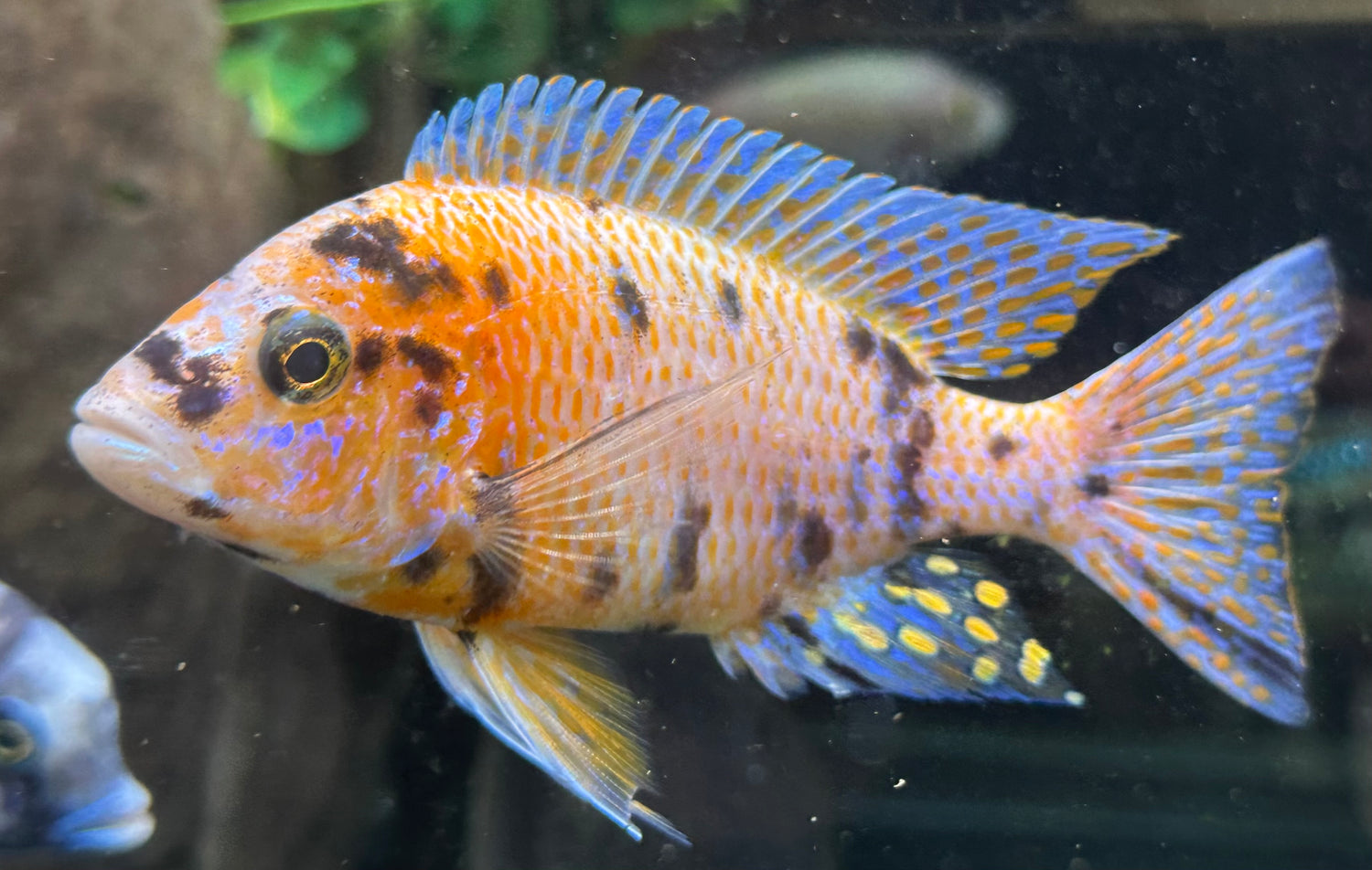 XL OB Peacock Cichlid (5.5-6”)