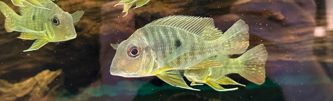 Caqueta Geophagus (3”+)