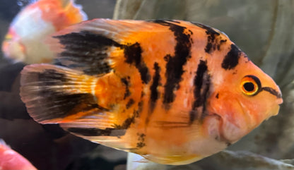 Tiger Parrot (4.5-5”)
