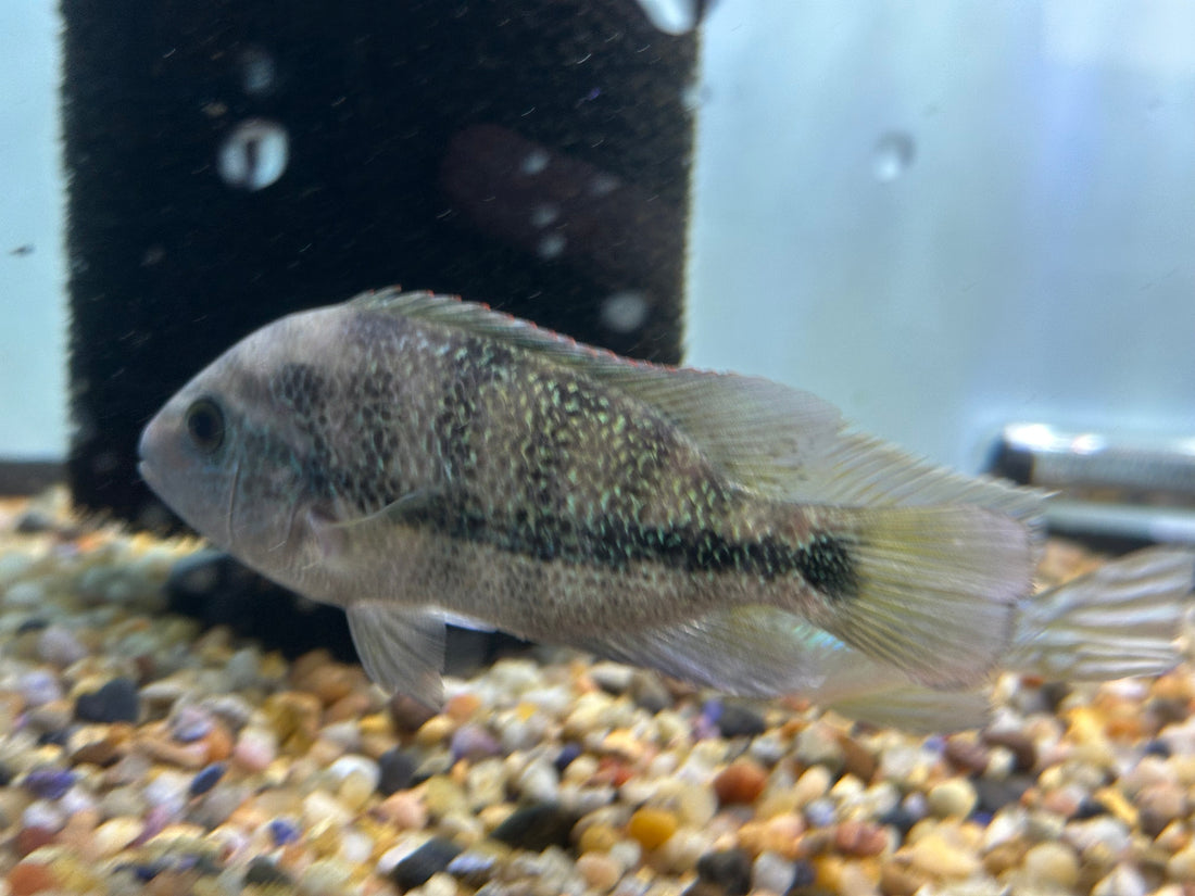 Guttulatis Vieja Cichlid (3.5-4”)
