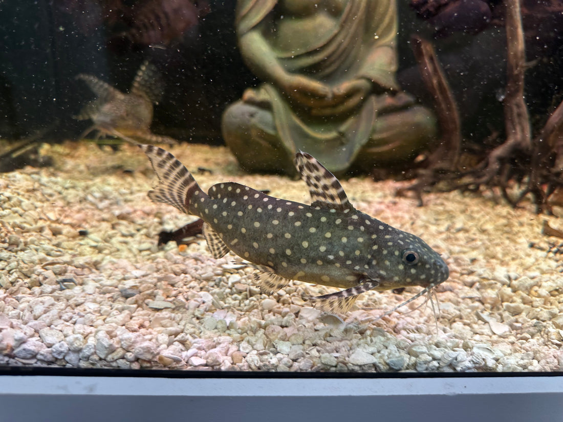 XL Angelicus Synodontis Catfish (6-7”)