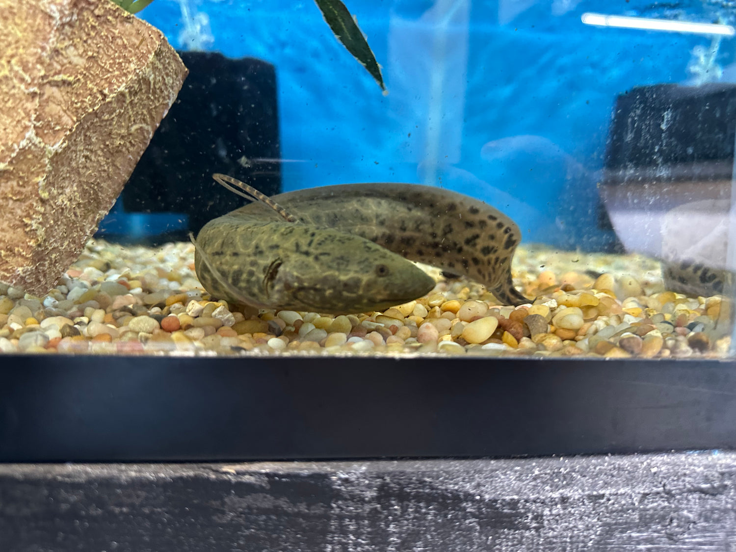 African Lungfish (9”)