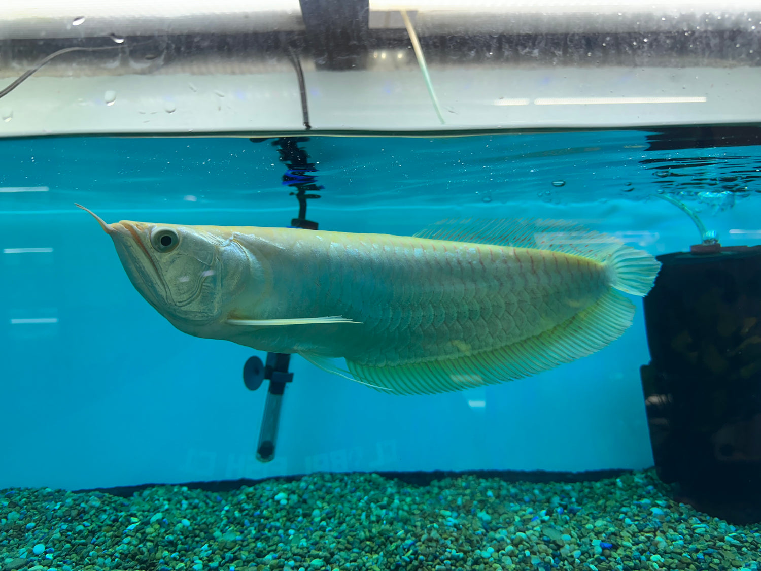 XL Albino Silver Arowana (15-16”)