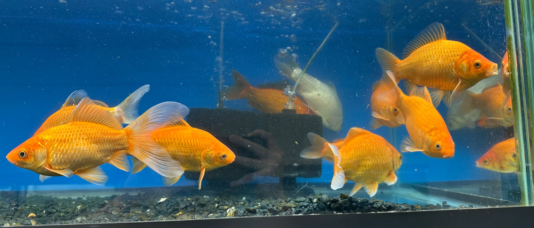 LARGE Comet Goldfish (6”+)