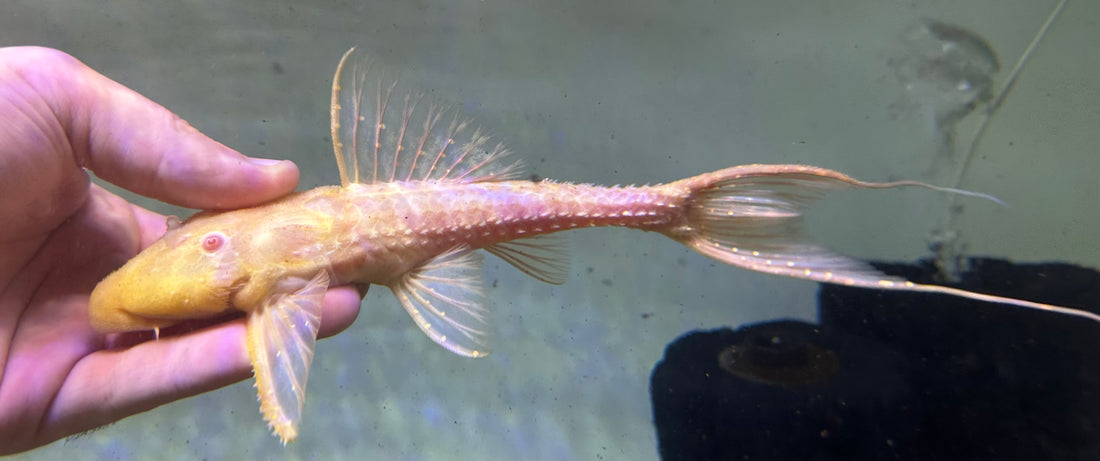 XL Albino L155 Adonis Pleco (7”+)