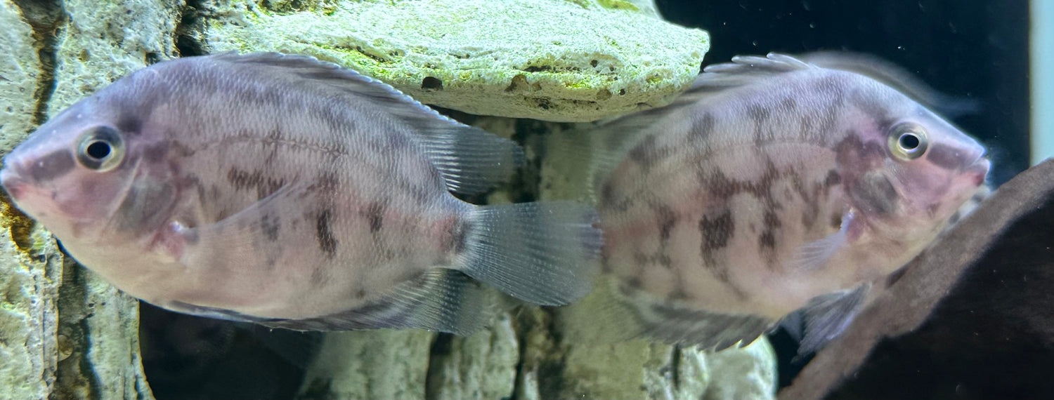 Uaru Cichlid (2.5-3”)