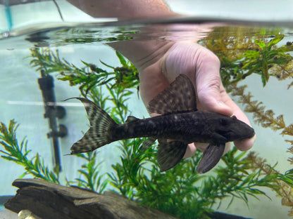 L329 Dusky Panaque Pleco (6-7”)