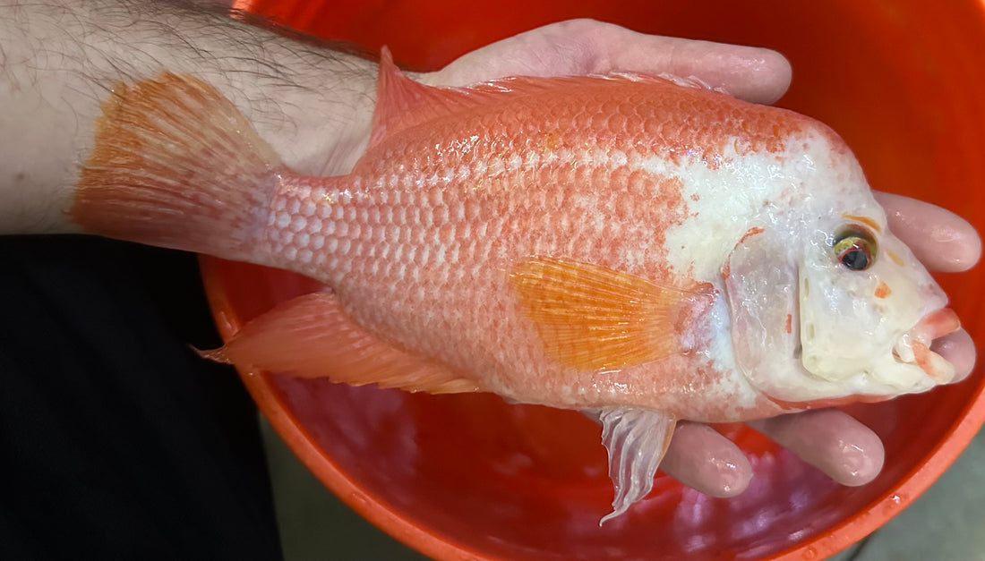 XL White Face Midas Cichlid (8”)