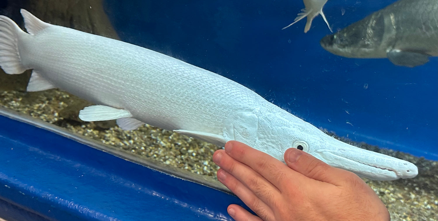 XL Platinum Alligator Gar (24”+)