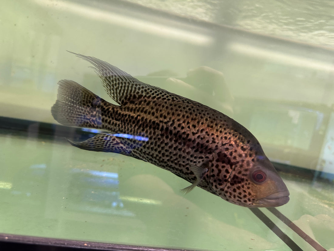Dovii x Jaguar Hybrid Cichlid (9-10”)