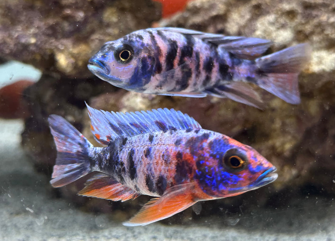 Male OB Peacock Cichlid (2.5-3”)
