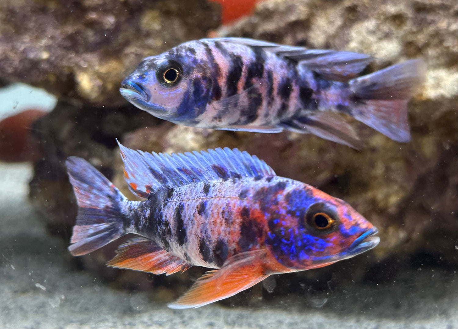 Male OB Peacock Cichlid (2.5-3”)