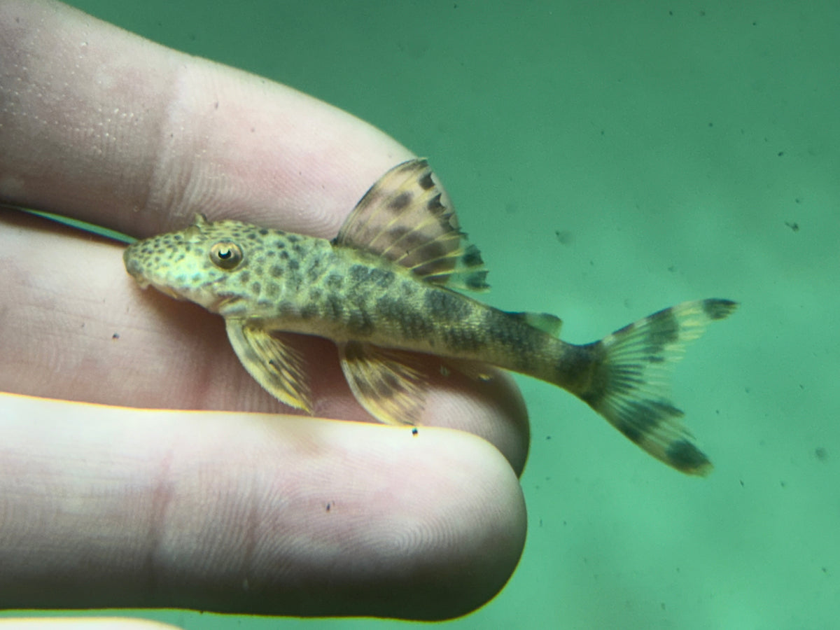 L075 Colombian Para Pleco (2-2.25”)