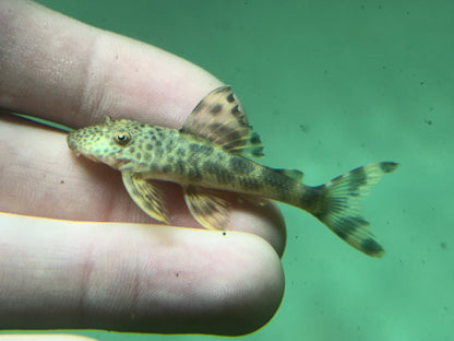 L075 Colombian Para Pleco (2-2.25”)