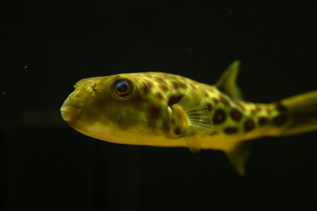 Pustulatus Pufferfish (6-7”)