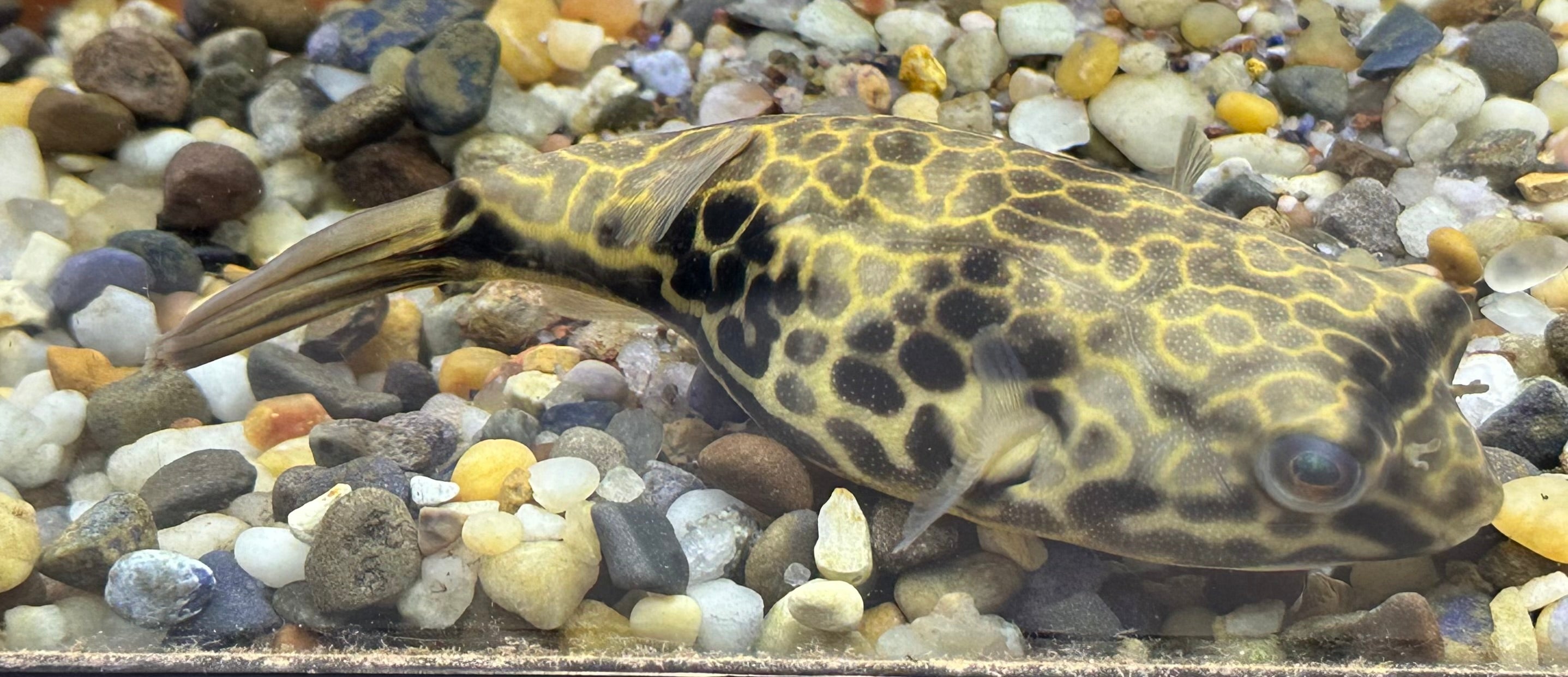 Mbu Puffer (4”)