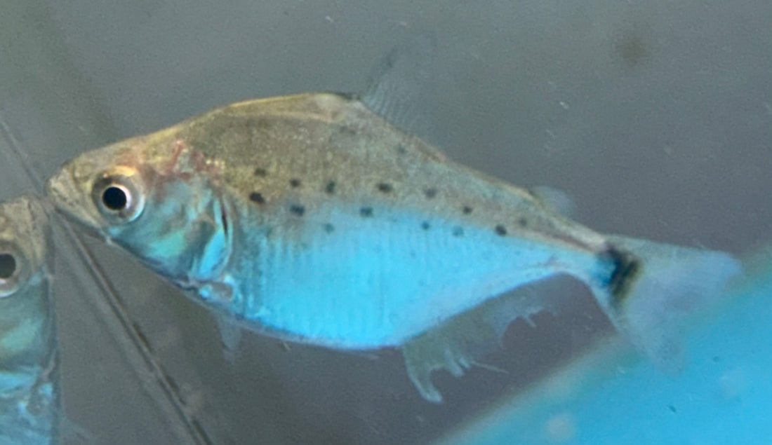 Baby Black Rhom Piranha (1”)