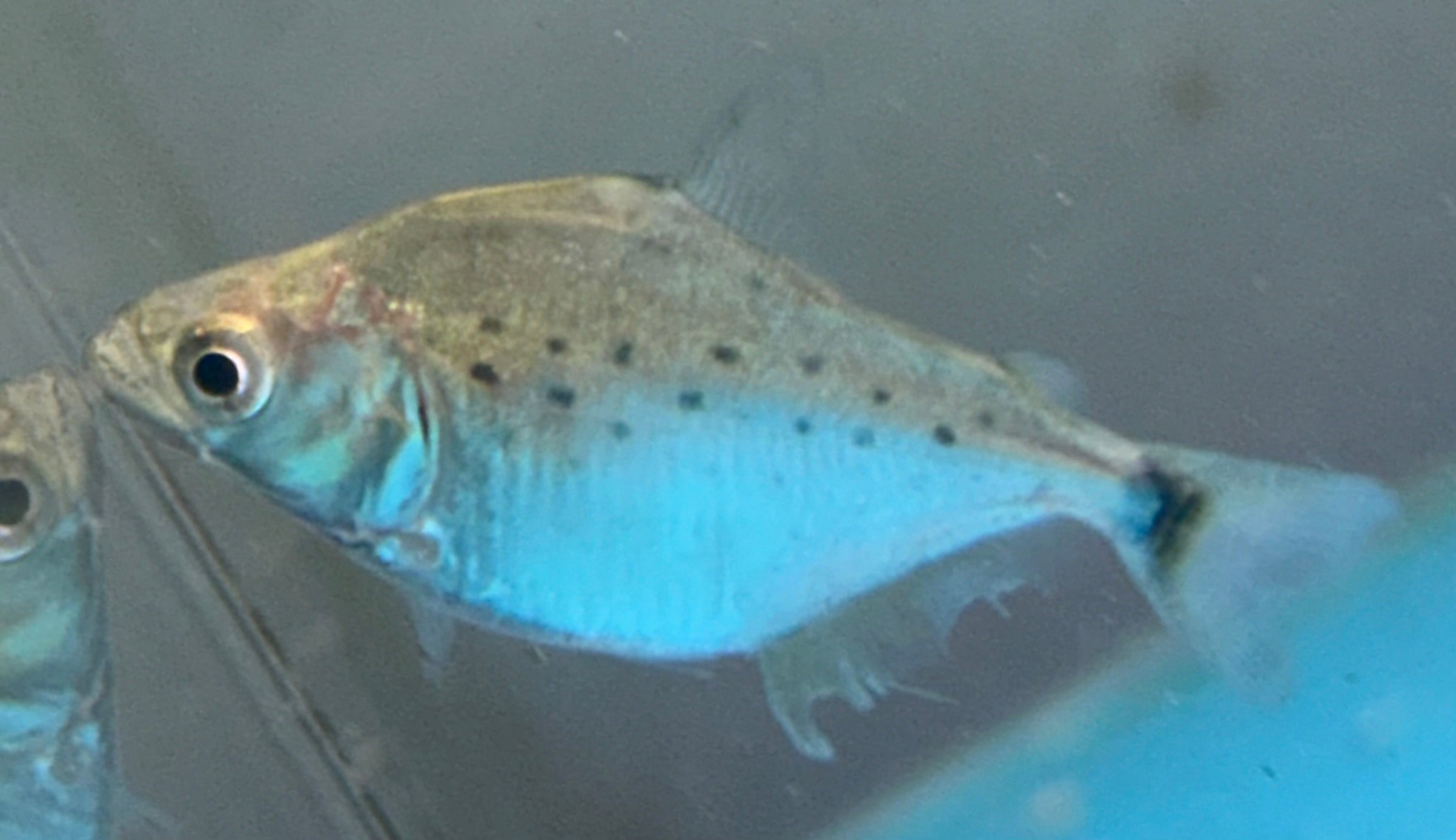 Baby Black Rhom Piranha (1”)