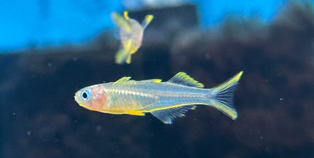 Forktail Rainbow (1”)