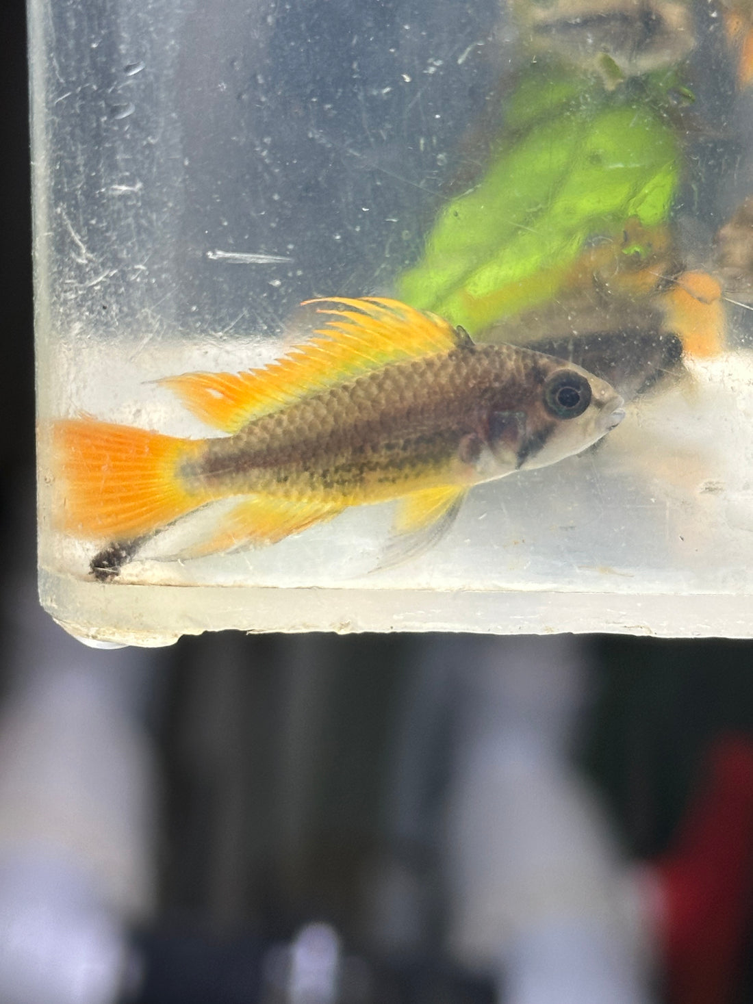 Orange Cockatoo Apisto Cichlid (1.25”)